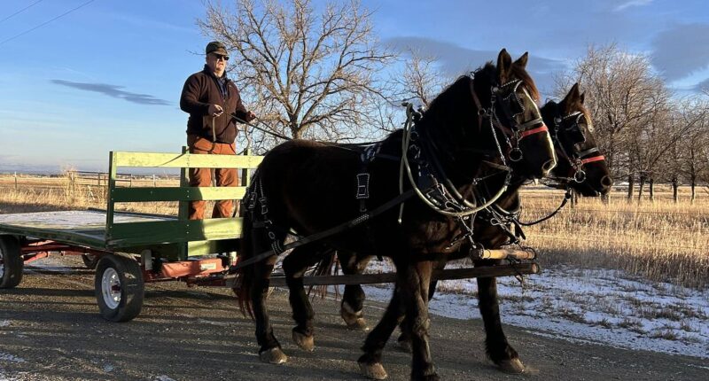 Man banned from McDonald's after using Drive-Thru in horse and wagon