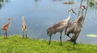 Nature’s Valentine: Paired for life, sandhill cranes begin nesting season in Florida
