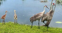 Nature’s Valentine: Paired for life, sandhill cranes begin nesting season in Florida