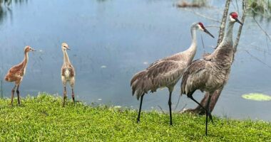 Nature’s Valentine: Paired for life, sandhill cranes begin nesting season in Florida