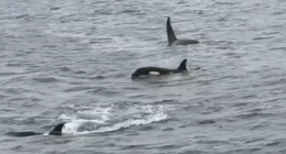 Six orcas were filmed viciously killing a great white shark off South Australia's Neptune Islands in 2015.