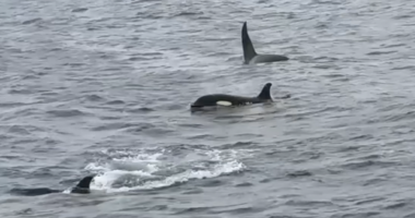 Six orcas were filmed viciously killing a great white shark off South Australia's Neptune Islands in 2015.
