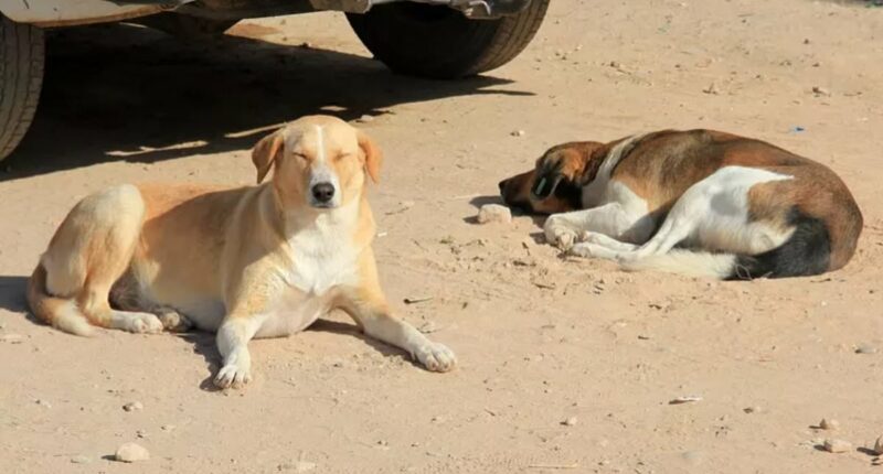 Outrage as 3 MILLION dogs to be 'massacred' ahead of the World Cup