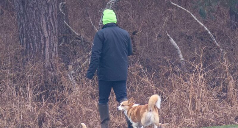 Queen Elizabeth's dogs are spotted on the Sandringham estate