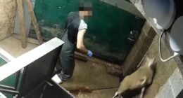 SUE REID: Are you eating halal meat without realising it?