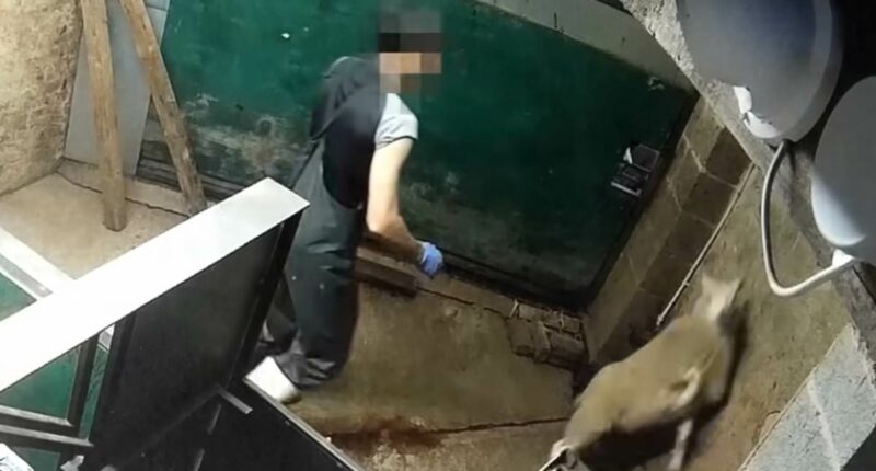 SUE REID: Are you eating halal meat without realising it?