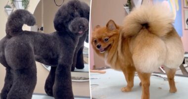 San Diego groomer giving dogs Brazilains BLs for rich owners