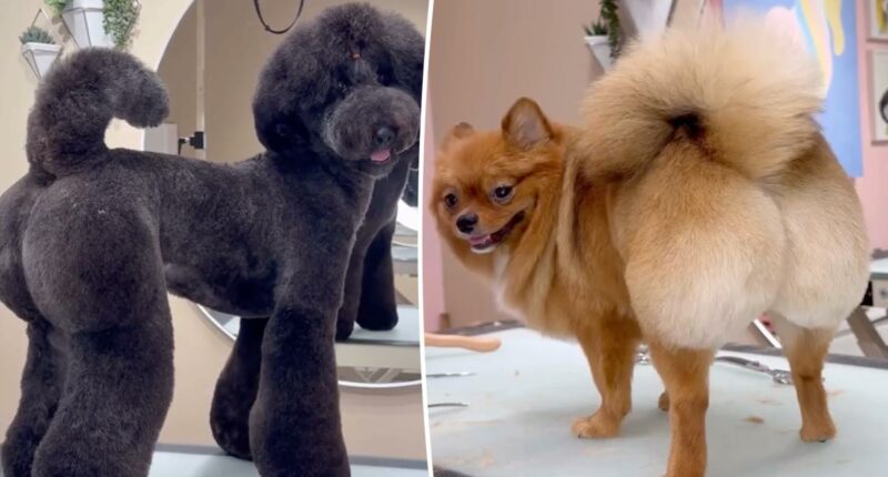 San Diego groomer giving dogs Brazilains BLs for rich owners