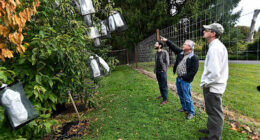 Scientists say genetic analysis could greatly speed restoration of iconic American chestnut