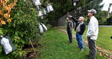 Scientists say genetic analysis could greatly speed restoration of iconic American chestnut