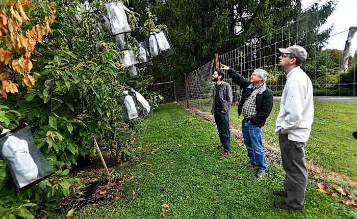 Scientists say genetic analysis could greatly speed restoration of iconic American chestnut
