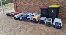 24 cats were taken from the woman, who is not allowed to be in the care of more than five felines.