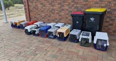 24 cats were taken from the woman, who is not allowed to be in the care of more than five felines.