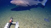 Sleeper shark caught swimming past camera for first time in Antarctica