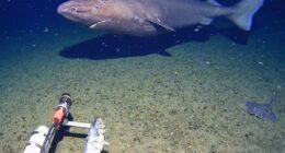 Sleeper shark caught swimming past camera for first time in Antarctica