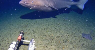 Sleeper shark caught swimming past camera for first time in Antarctica