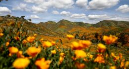 SoCal rain fuels above-average desert bloom, but experts stop short of 'superbloom'