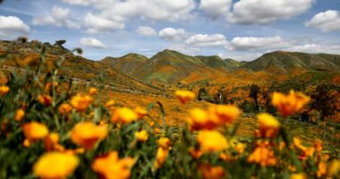 SoCal rain fuels above-average desert bloom, but experts stop short of 'superbloom'