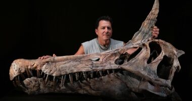 Species from 95 million years ago may have been world's first 'dragon'