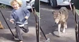 Terrifying video shows coyote stalking toddler at Pasadena home