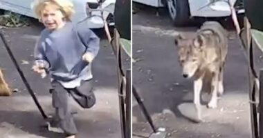 Terrifying video shows coyote stalking toddler at Pasadena home