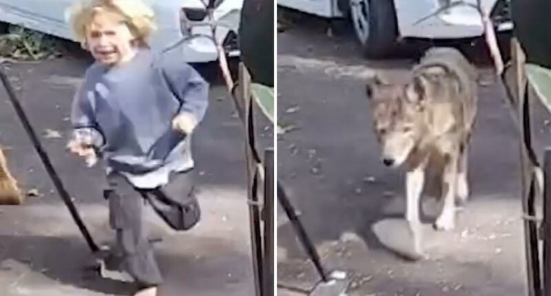 Terrifying video shows coyote stalking toddler at Pasadena home
