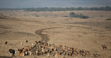 Celebrity Net Worth logo