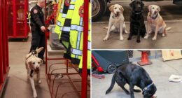 The elite Long Island K-9 unit who've been busting perps since they were pups