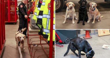 The elite Long Island K-9 unit who've been busting perps since they were pups