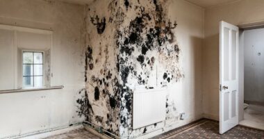 The locations in your home riddled with toxic mould - as new study confirms exposure as a child can cause serious lung issues all the way into adulthood