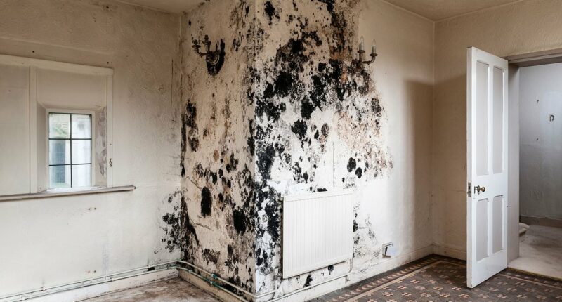 The locations in your home riddled with toxic mould - as new study confirms exposure as a child can cause serious lung issues all the way into adulthood