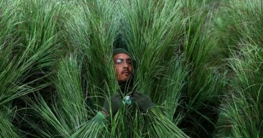 The meaning behind the grass people at Bad Bunny's half time show