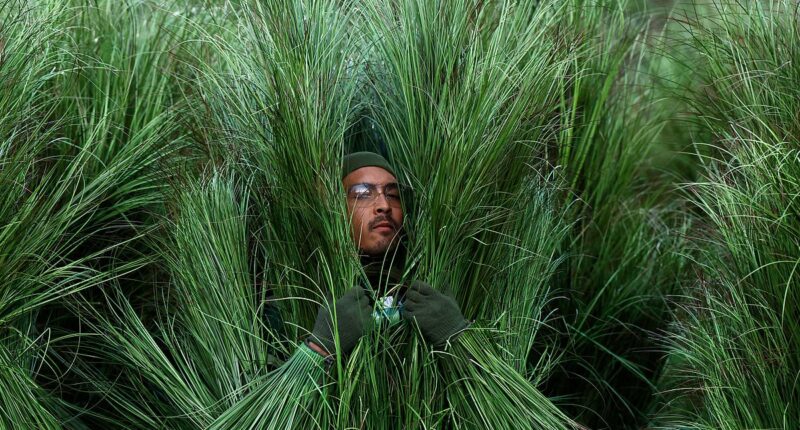The meaning behind the grass people at Bad Bunny's half time show