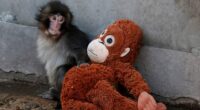 This is the sad truth about Punch the monkey: by FRED KELLY