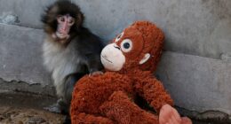 This is the sad truth about Punch the monkey: by FRED KELLY