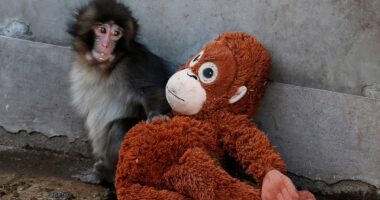 This is the sad truth about Punch the monkey: by FRED KELLY