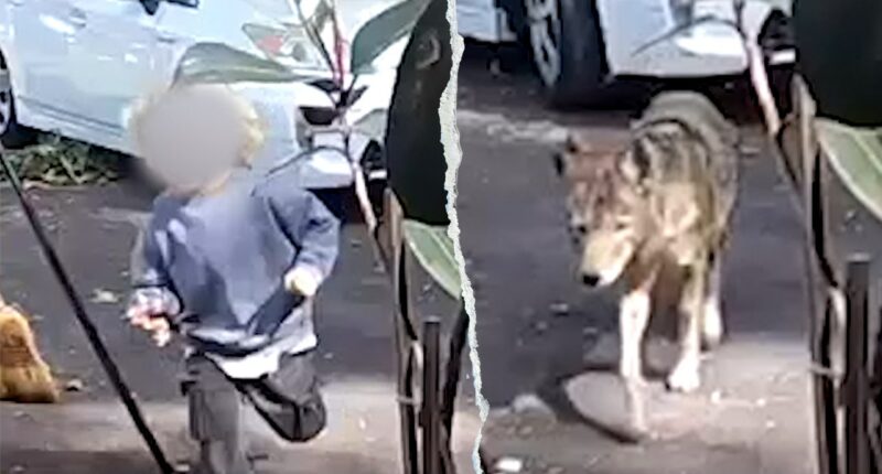 Toddler flees in terror as coyote chases him outside California family home in broad daylight