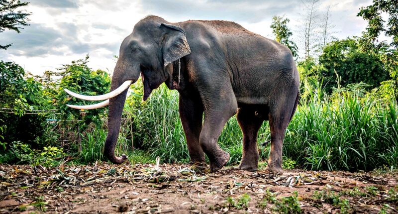 Tourist trampled to death by elephant in Thai national park