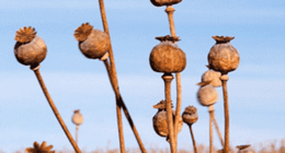 More than 1500 alkaloid poppy plant heads were stolen from the Ballarat farm recently.