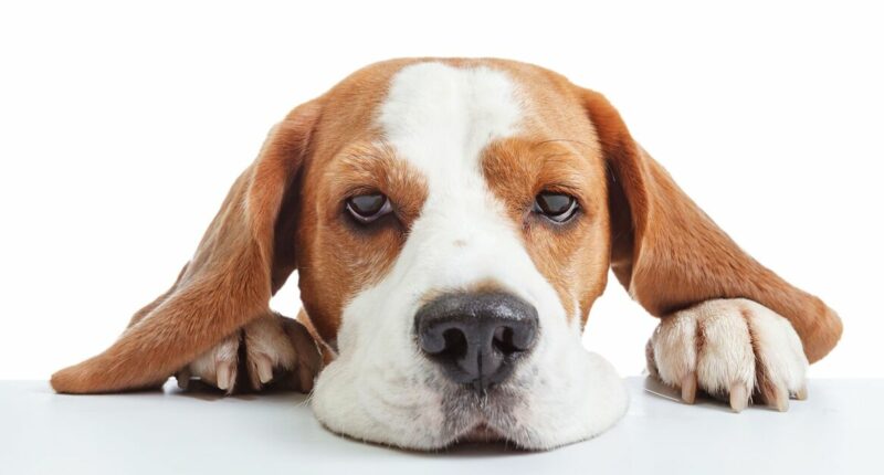 Urgent health warning to owners as Salmonella, Campylobacter and E.coli found in pet food