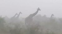 Viral video of giraffes in rainstorm stuns millions: 'They are so innocent'