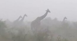 Viral video of giraffes in rainstorm stuns millions: 'They are so innocent'