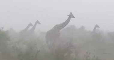 Viral video of giraffes in rainstorm stuns millions: 'They are so innocent'