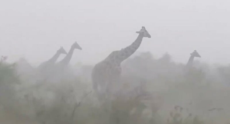 Viral video of giraffes in rainstorm stuns millions: 'They are so innocent'