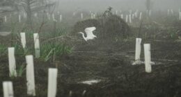 What can toughen Louisiana coast against worsening storms? 4 years and 30,000 trees