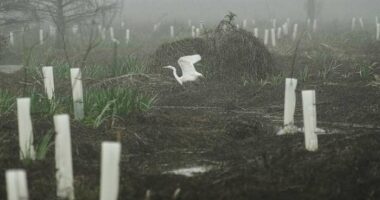 What can toughen Louisiana coast against worsening storms? 4 years and 30,000 trees