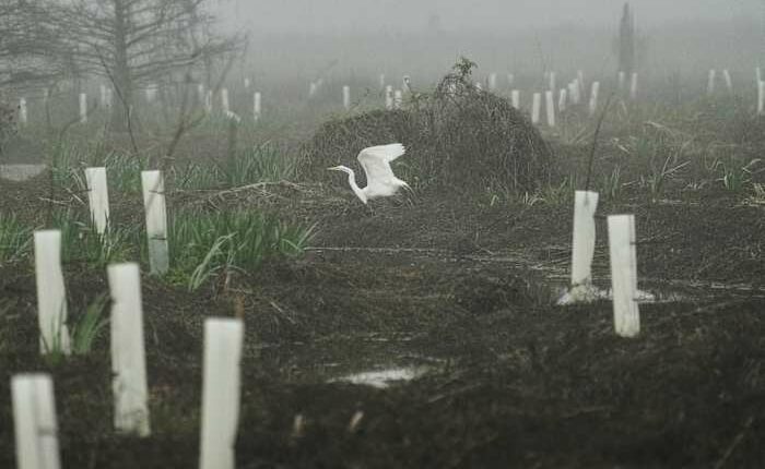 What can toughen Louisiana coast against worsening storms? 4 years and 30,000 trees