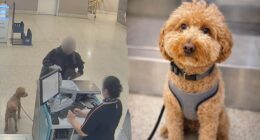 Woman charged with animal abandonment after leaving dog tied at JetBlue counter at Las Vegas airport
