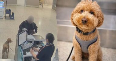 Woman charged with animal abandonment after leaving dog tied at JetBlue counter at Las Vegas airport