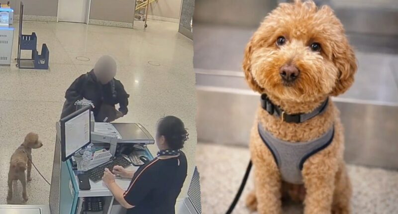 Woman charged with animal abandonment after leaving dog tied at JetBlue counter at Las Vegas airport
